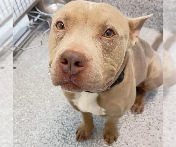 Medium Photo #2 Mutt Puppy For Sale in Houston, TX, USA