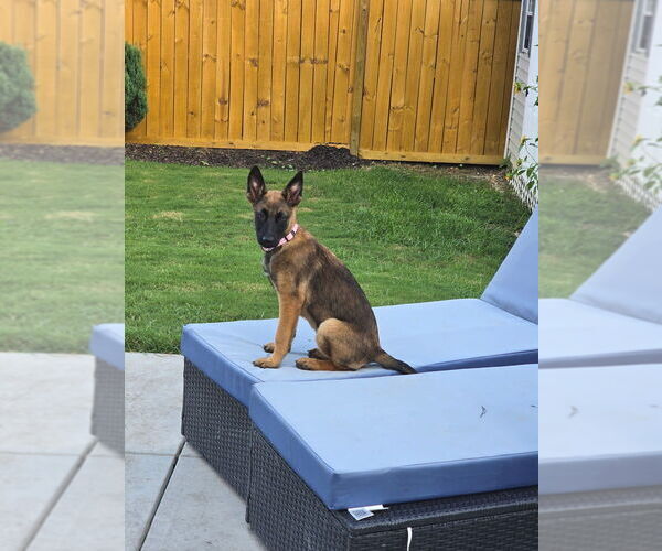 Medium Photo #3 German Shepherd Dog-Unknown Mix Puppy For Sale in Imlay City, MI, USA