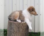 Small #4 Collie