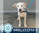 Small #4 Huskies -Labrador Retriever Mix