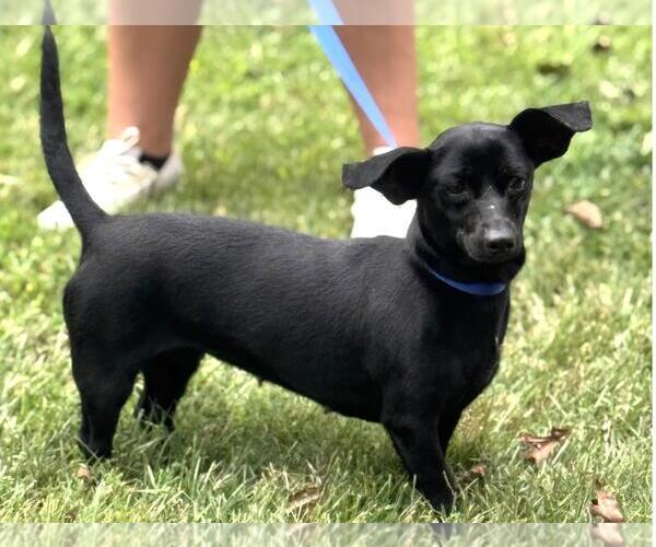 Medium Photo #5 Dachshund-Unknown Mix Puppy For Sale in Yardley, PA, USA