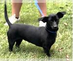 Small #4 Dachshund Mix