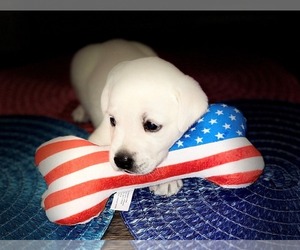 Labrador Retriever Puppy for sale in ANAHUAC, TX, USA