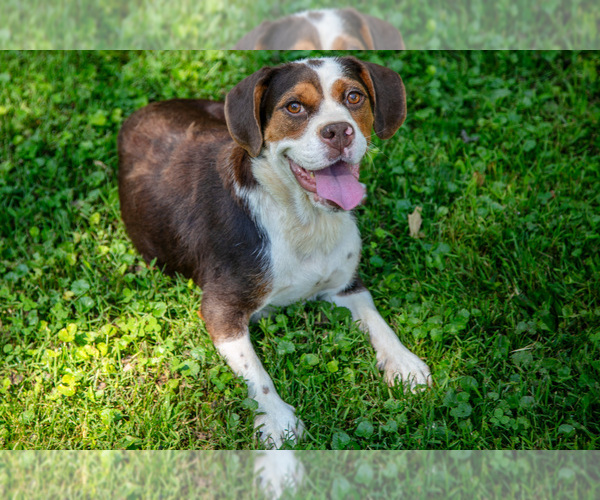 Medium Photo #1 Beabull Puppy For Sale in MILLERSBURG, OH, USA