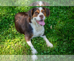 Small Photo #1 Beabull Puppy For Sale in MILLERSBURG, OH, USA