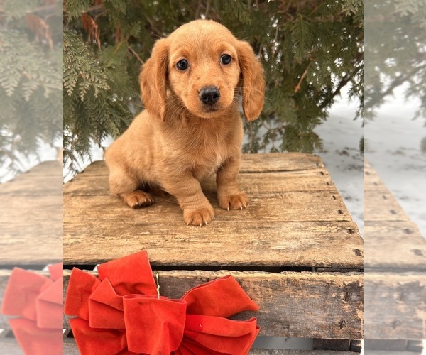 Medium Photo #4 Dachshund Puppy For Sale in MIDDLEBURY, IN, USA