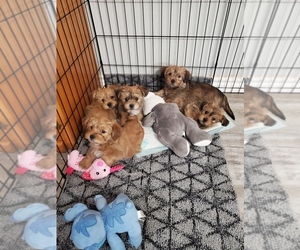Shorkie Tzu Puppy for sale in SAN ANGELO, TX, USA