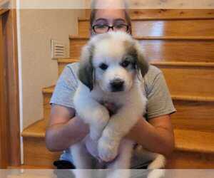 Great Pyrenees Puppy for sale in POTOSI, WI, USA