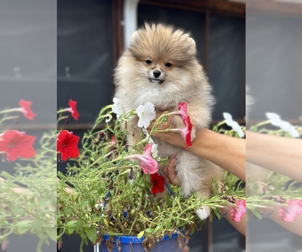 Medium Photo #1 Pomeranian Puppy For Sale in GLEN BURNIE, MD, USA