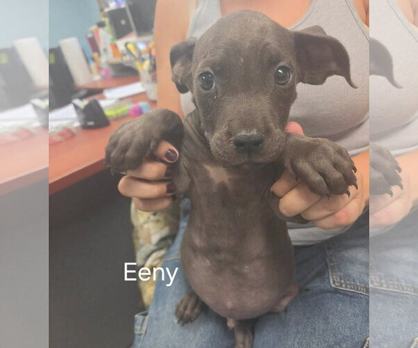Medium Photo #1 Mutt Puppy For Sale in Rustburg, VA, USA