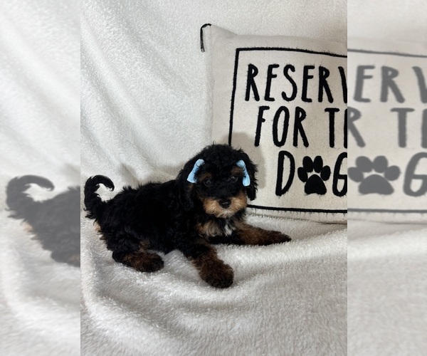 Medium Photo #5 Bernedoodle Puppy For Sale in GREENFIELD, IN, USA