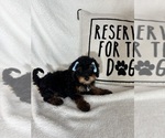 Small #4 Bernedoodle