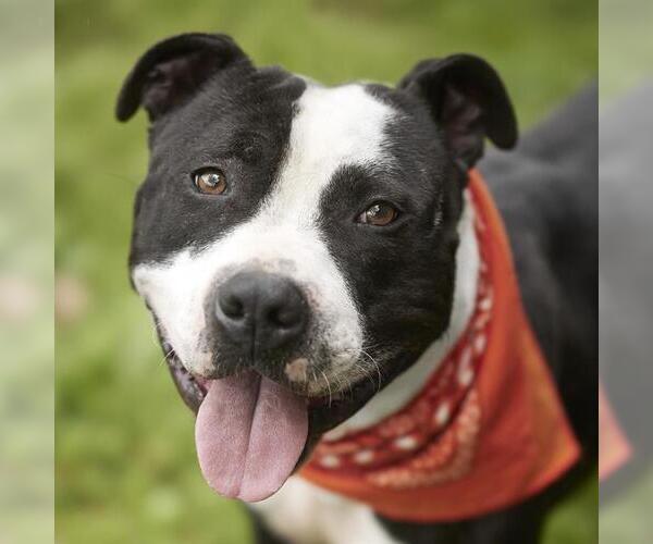 Medium Photo #1 Staffordshire Bull Terrier Puppy For Sale in Rosenberg, TX, USA