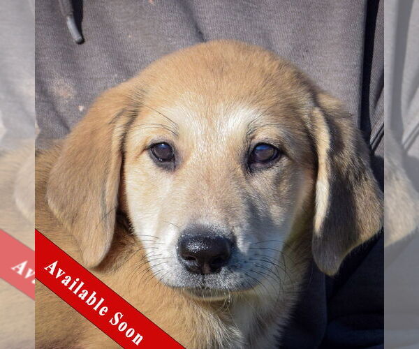 Medium Photo #1 German Shepherd Dog-Unknown Mix Puppy For Sale in Huntley, IL, USA