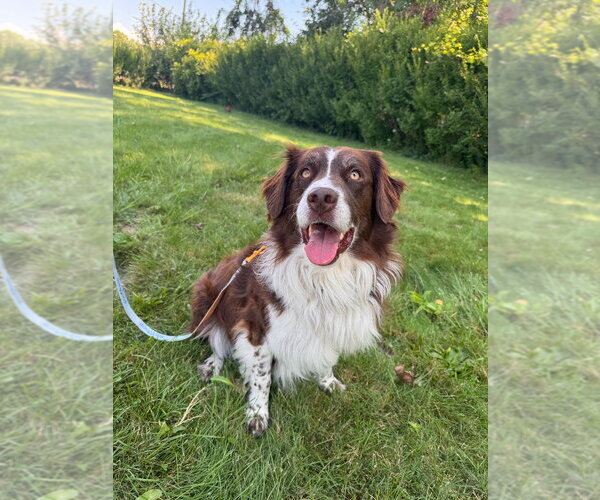 Medium Photo #1 Aussiedor Puppy For Sale in Muskegon, MI, USA