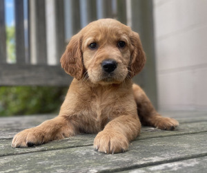 Golden Retriever Puppy for Sale in FREDONIA, Kentucky USA