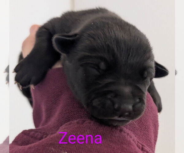 Medium Photo #6 American Pit Bull Terrier-Unknown Mix Puppy For Sale in Chinook, MT, USA