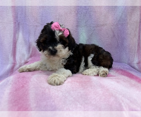 Medium Photo #3 Cockapoo (Miniature) Puppy For Sale in LAKELAND, FL, USA