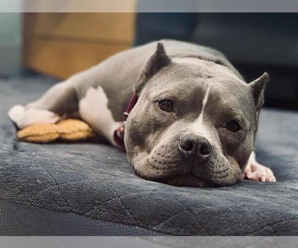 Medium Photo #1 American Staffordshire Terrier-Unknown Mix Puppy For Sale in Boston, MA, USA