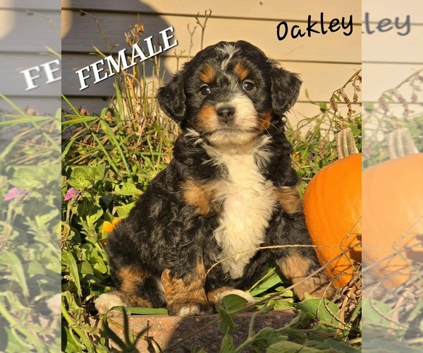 Medium Photo #1 Bernedoodle-Poodle (Miniature) Mix Puppy For Sale in MILLVILLE, MN, USA