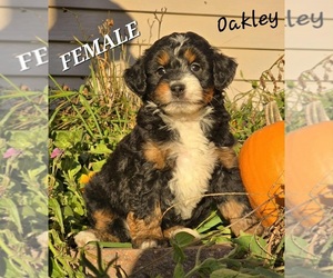 Bernedoodle-Poodle (Miniature) Mix Puppy for sale in MILLVILLE, MN, USA