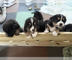 Bernese Mountain Dog-Siberian Husky Mix Puppy for sale in COATS, NC, USA