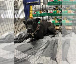 Mutt Dogs for adoption in Bakersfield, CA, USA