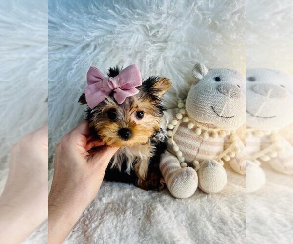 Medium Photo #1 Yorkshire Terrier Puppy For Sale in THONOTOSASSA, FL, USA
