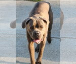 Small #2 Mutt