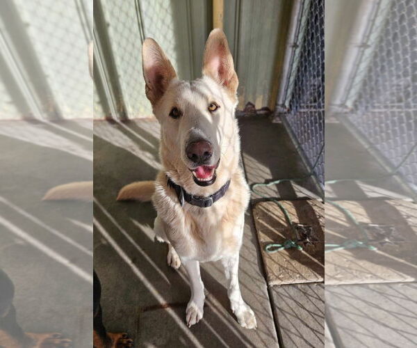 Medium Photo #3 German Shepherd Dog Puppy For Sale in El Centro, CA, USA
