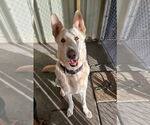 Small #2 German Shepherd Dog