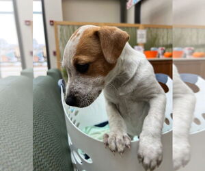 Labrador Retriever-Unknown Mix Dogs for adoption in Wheaton, IL, USA