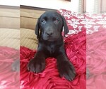 Small Photo #3 Labrador Retriever Puppy For Sale in DENVER, CO, USA