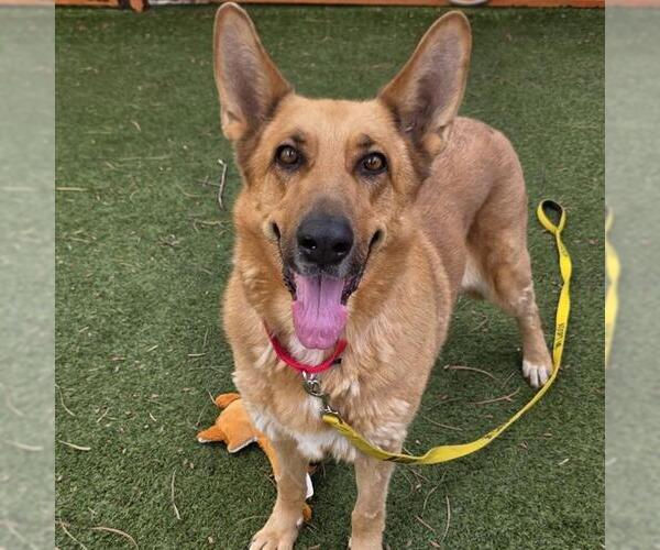 Medium Photo #1 German Shepherd Dog-Unknown Mix Puppy For Sale in Las Vegas, NV, USA