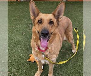 German Shepherd Dog-Unknown Mix Dogs for adoption in Las Vegas, NV, USA