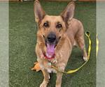 Small German Shepherd Dog Mix