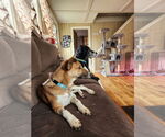 Small #7 Saluki-Whippet Mix