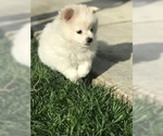 Small Photo #1 Pomeranian Puppy For Sale in ELK GROVE, CA, USA