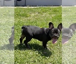 Small Photo #4 French Bulldog Puppy For Sale in GREENWOOD, MO, USA