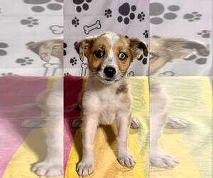 Australian Shepherd-Unknown Mix Dogs for adoption in SHERBURNE, NY, USA