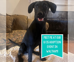 Mutt Dogs for adoption in Boston, MA, USA