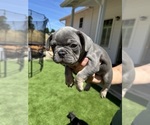 Small #2 French Bulldog