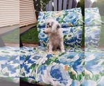 Small Photo #3 Poodle (Toy) Puppy For Sale in SHIPSHEWANA, IN, USA