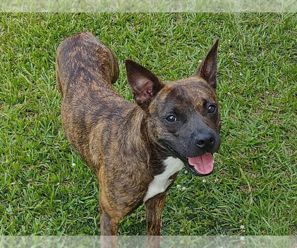 Medium Photo #3 Mutt Puppy For Sale in Oakhurst, NJ, USA