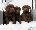 Small Photo #2 Labrador Retriever Puppy For Sale in EAST EARL, PA, USA