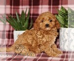 Small #3 Cavapoo
