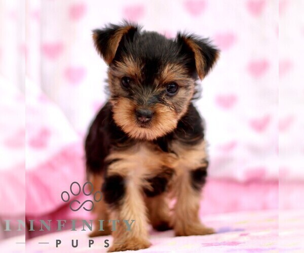 Medium Photo #1 Yorkshire Terrier Puppy For Sale in RONKS, PA, USA