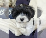 Puppy Puppy 3 Havanese