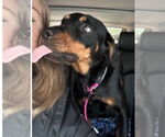 Small #4 Rottweiler