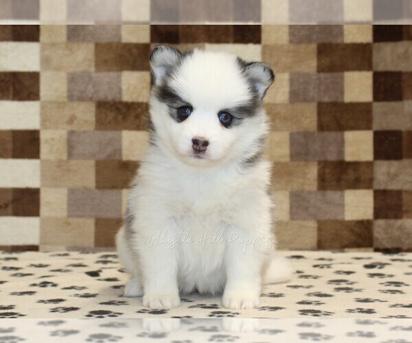 Medium Photo #3 Pomsky Puppy For Sale in DENVER, PA, USA